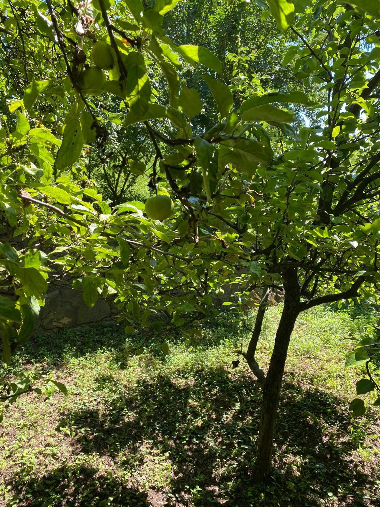Luxury 3 Bedroom In A Forest 10min Drive From Center Вилла Будапешт